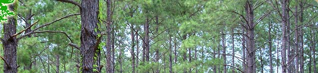Pine Tree Logging in Kingwood Texas